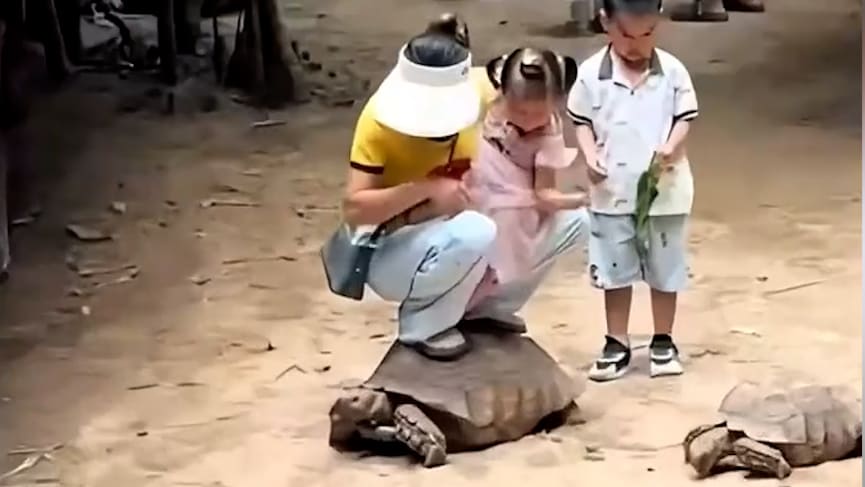 Tierquälerei im Zoo: Vorwürfe gegen chinesischen Zoo