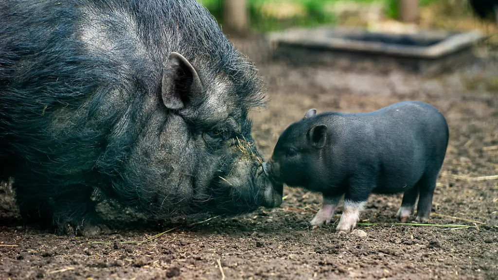 Gericht untersagt Schweinehaltung in Berliner Altbauwohnung