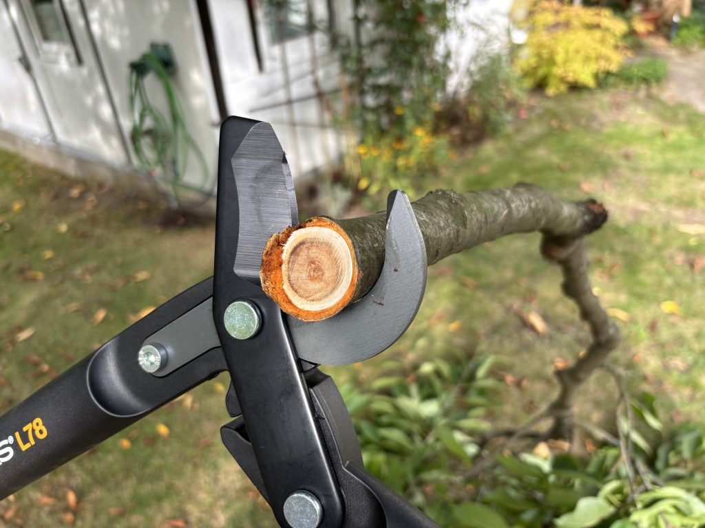 Effiziente Gartenarbeit im Herbst: Astscheren im Test