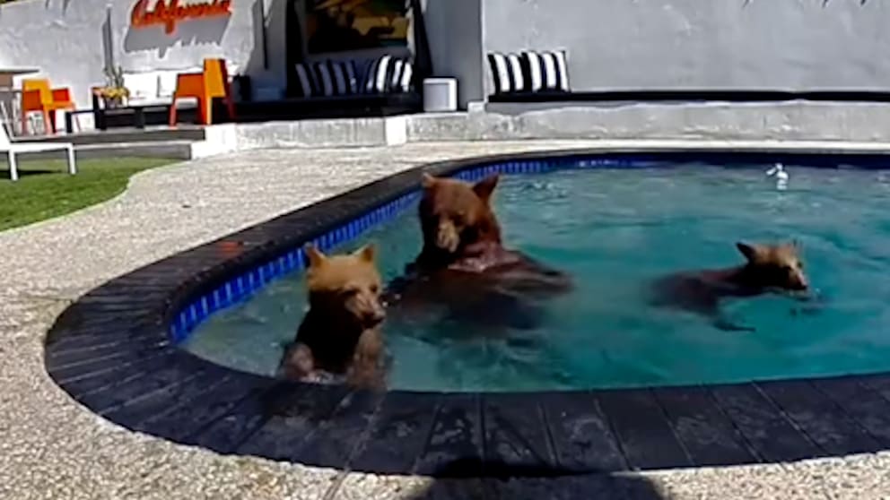 Tierische Pool-Besucher in Kalifornien