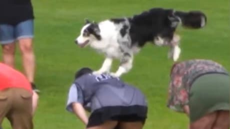 Weltrekord: Australian Shepherd „Chardonnay“ springt über Menschenrücken