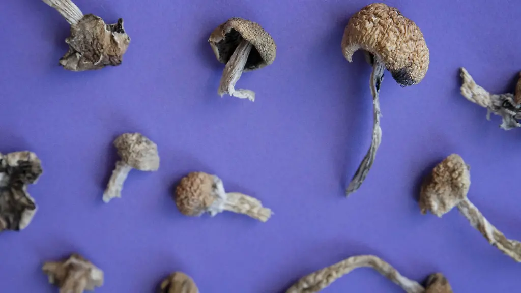 „Zauberpilze“ als mögliche Hilfe bei Chemotherapie: Psilocybin kann Nervenschäden verhindern