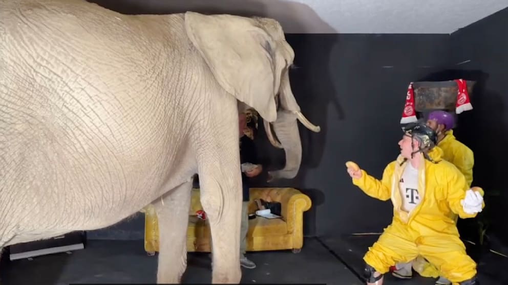 Warnung der Tierschützer: Deutsche Streamer missbrauchen Elefanten im Livestream