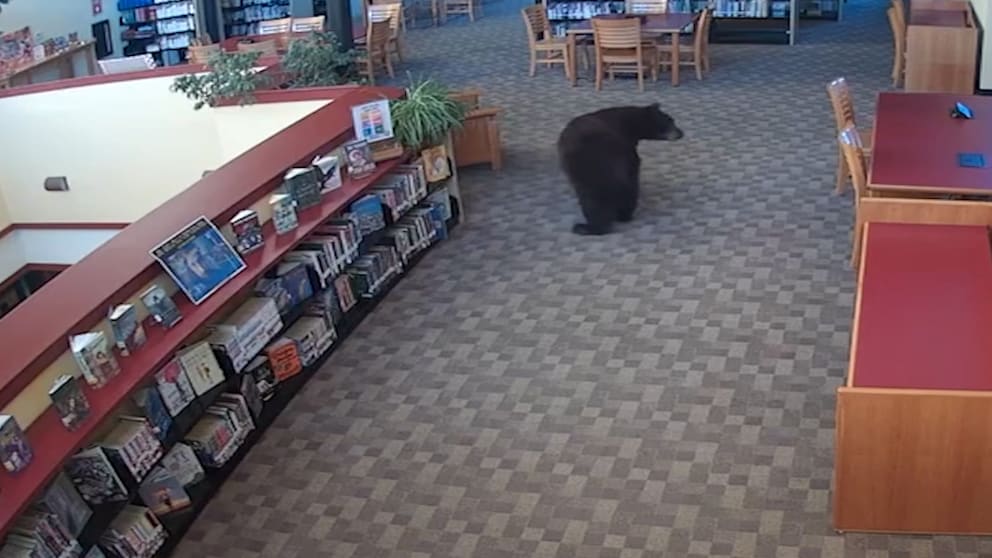 Ein Bär spaziert durch Bibliothek in Kalifornien