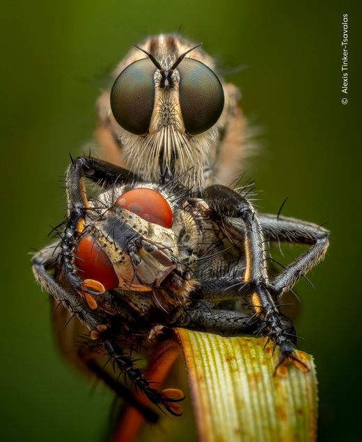Faszinierende Tierwelt im Fokus