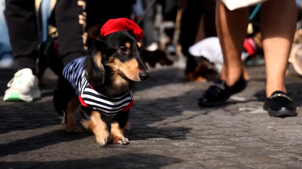 Dackelparade auf dem Champs-Élysées: Modehighlight in Paris