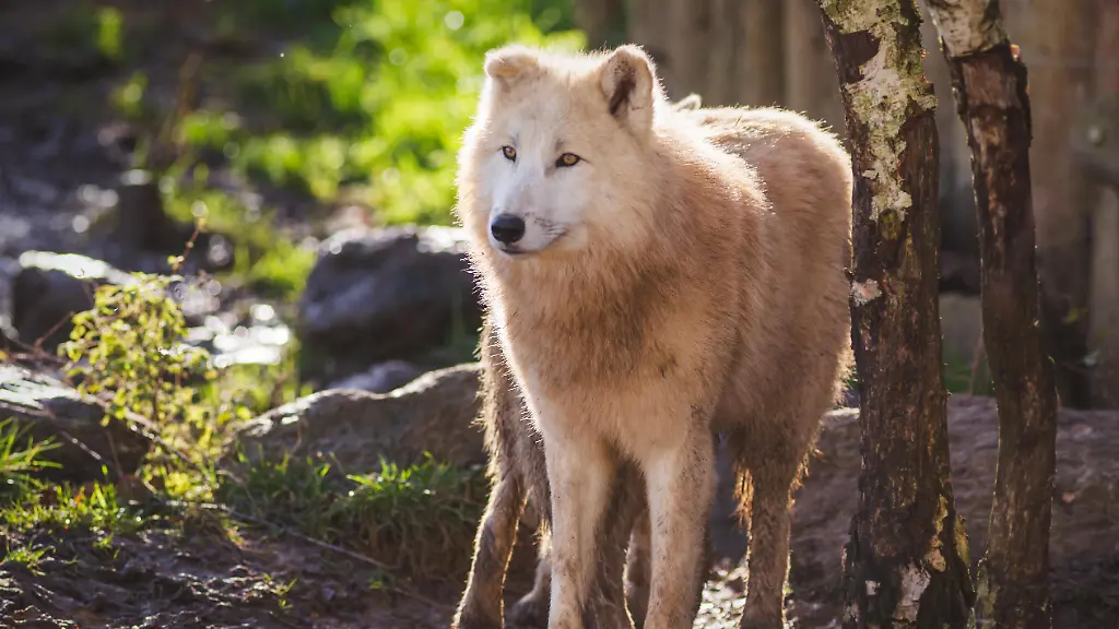 Ermittlungen nach Wolfsangriff auf Kind im Wildpark