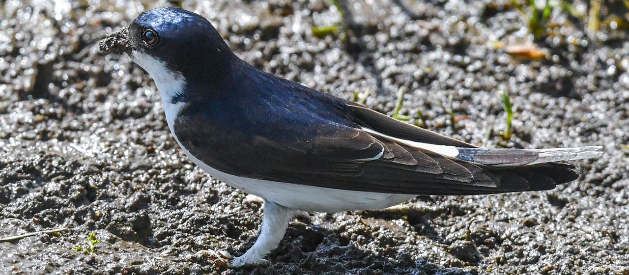 Mehlschwalbe: Vogel des Jahres 2027