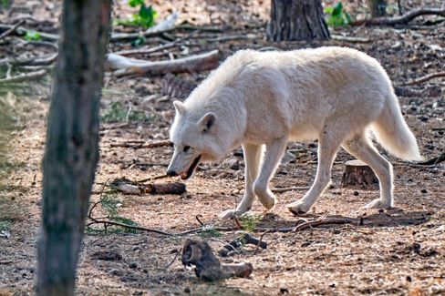 Attacke eines Wolfes in Wildpark: Konsequenzen und Ermittlungen