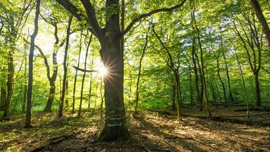 Herbstliche Ernte von Bucheckern, Eicheln und Co.