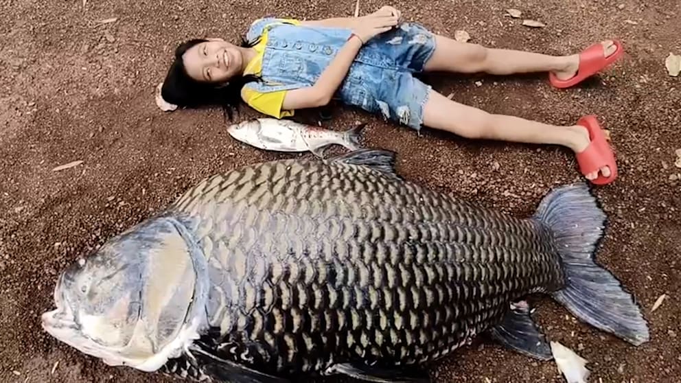 Unglaublicher Fund: Riesiger Karpfen in Thailand nach Flut entdeckt