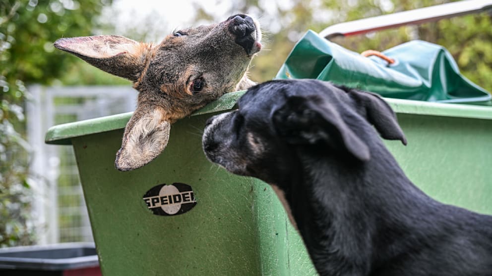 Unfallwild als Futter für Hunde im Tierheim