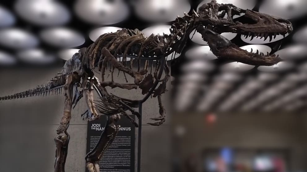 9 Millionen Dollar für Dino-Knochen: Ein wertvolles Skelett