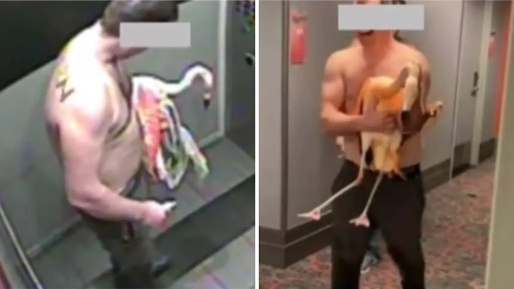 Mann in Las Vegas wegen Flamingo-Entführung schuldig gesprochen