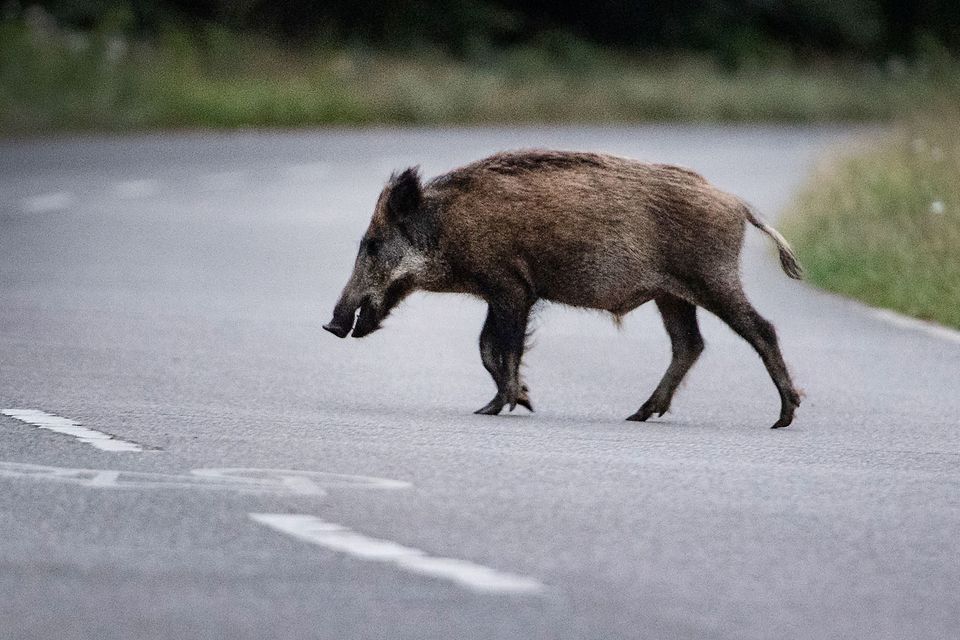 Unfall in Hessen: Auto kollidiert mit Wildschweinen