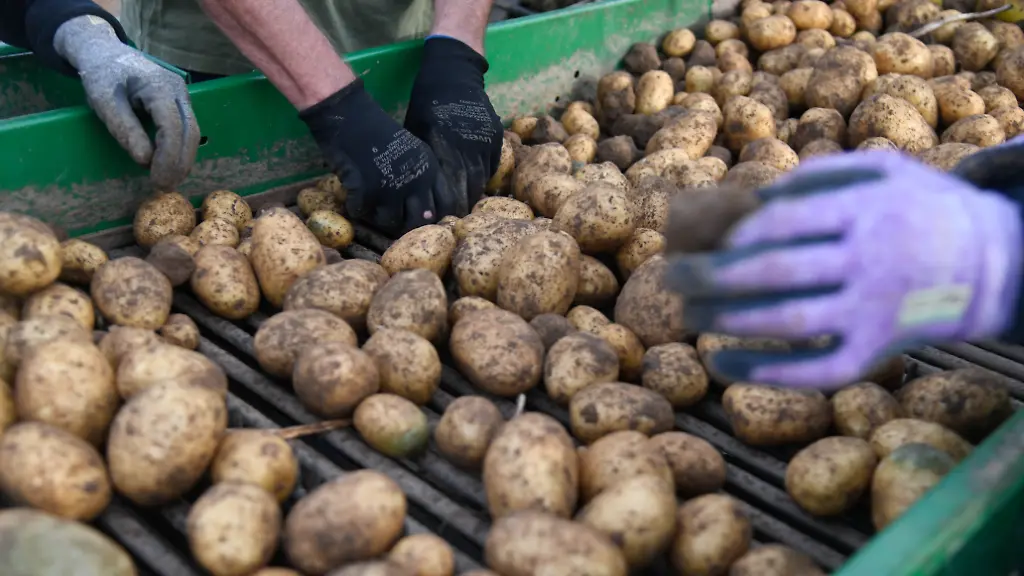 Kartoffelpreise steigen deutlich