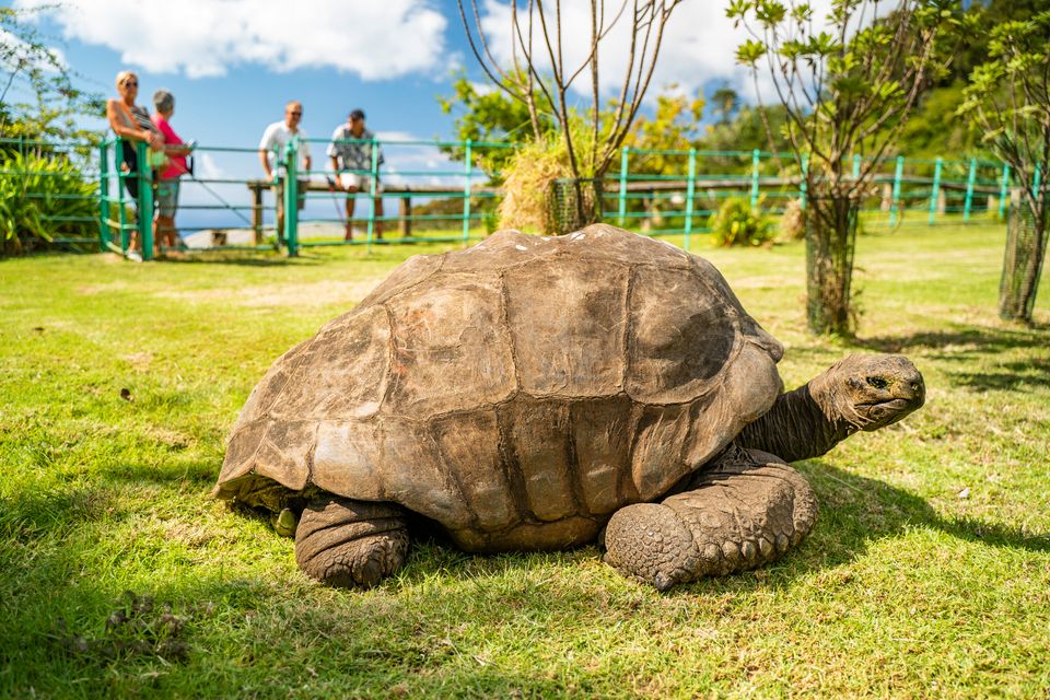 Geheimnisse der ältesten Riesenschildkröte der Welt erforscht