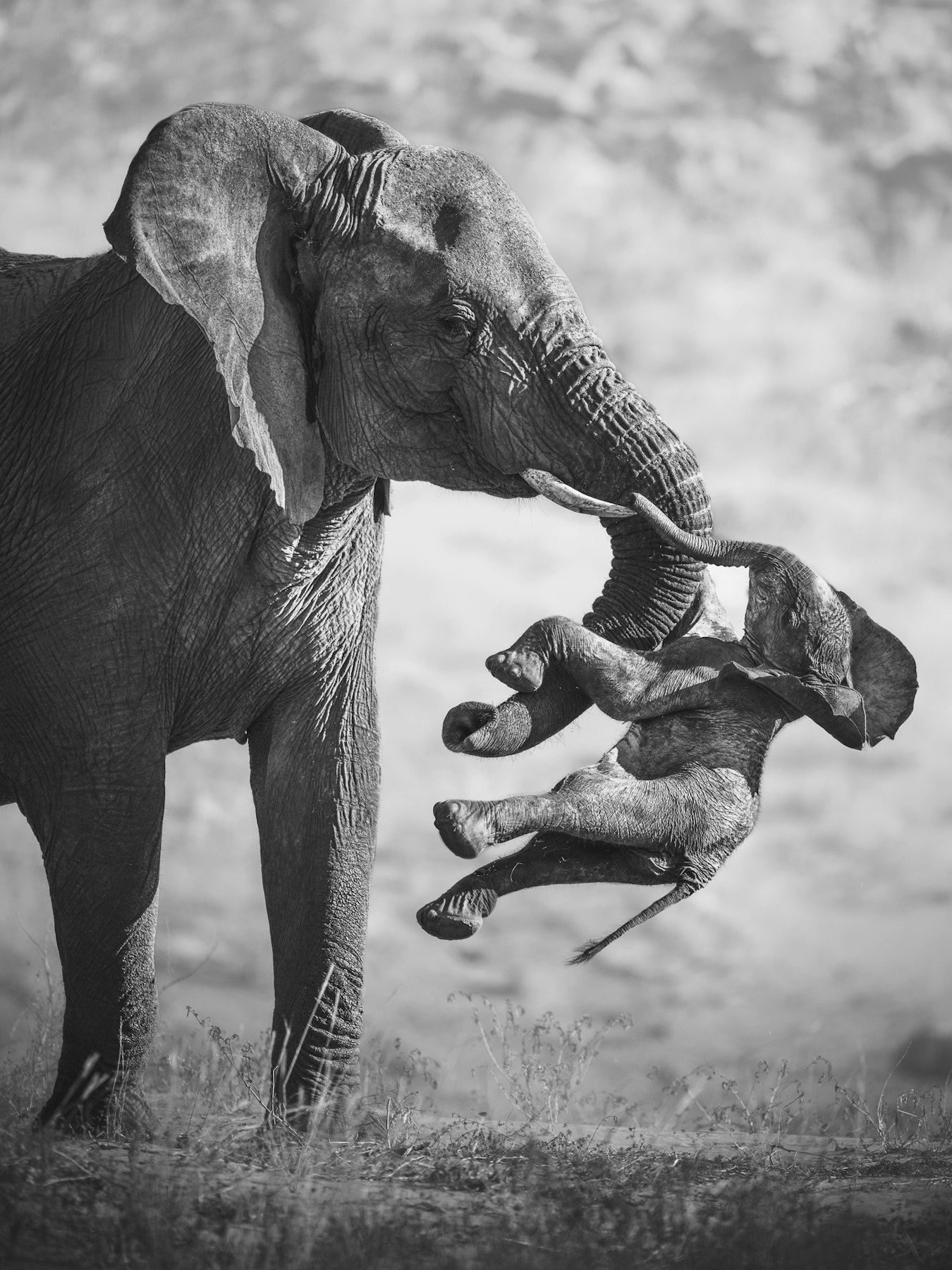 Die Gewinner des Wettbewerbs „Wildlife Photographer of the Year“